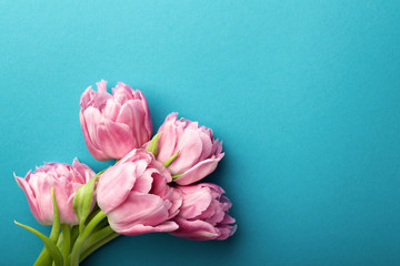Pink tulips on turquoise background with copy space. Top view.