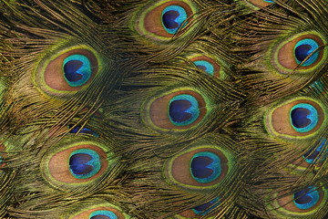 Obraz premium colorful peafowl bird portrait and detail