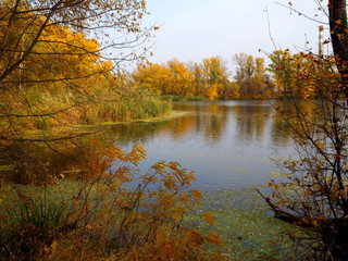 reflection of trees in water