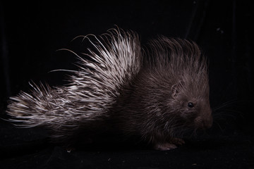Indian crested Porcupine baby on black backgrond