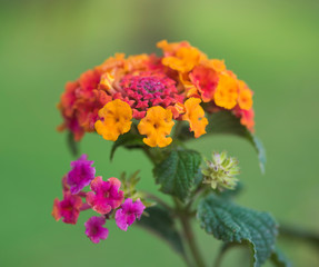 Closeup of rose lantana flower in rural garden setting