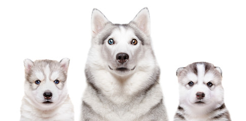 Portrait of a dog breed Siberian Husky with puppies isolated on white background