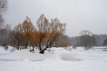 Winter forest in the North of Russia