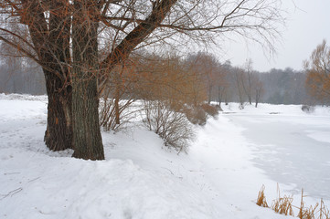 Winter forest in the North of Russia