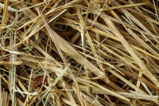 needle in a haystack photo