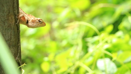 Dragon lizards on a green background