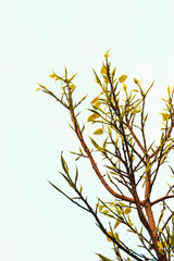 Obraz premium Abstract tree branches on a white background. Young green leaf tree branch isolated on white background.