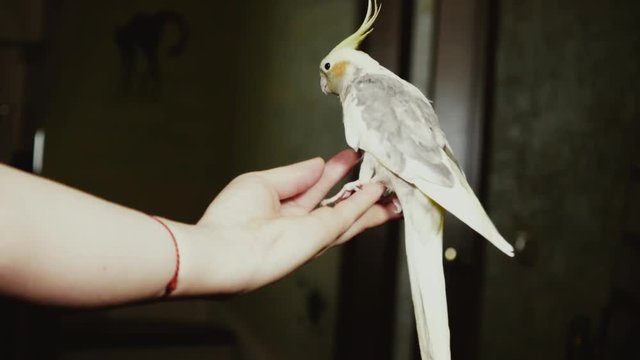 parrot Corella sitting on a woman's hand close-up