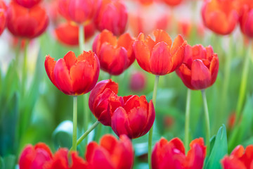 red tulips in the garden
