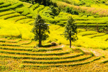 Rice paddies on high 29