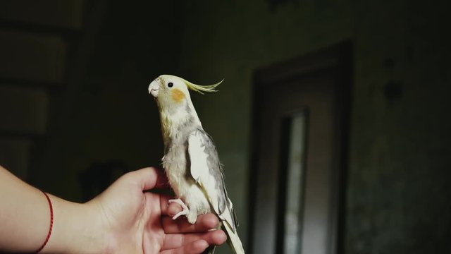 parrot Corella sitting on a woman's hand close-up