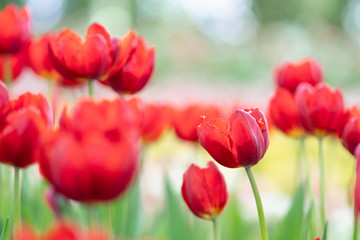 red tulips in the garden
