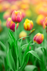 Close up tulips in the garden, Colorful tulips meadow nature in spring