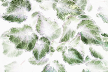 art beautiful green Begonia leaves use for abstract image for background.