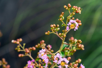 Blooming flowers in autumn
