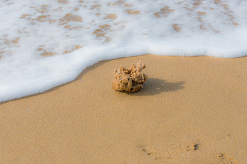 Natural Sponge on an Italian Beach in the Surf