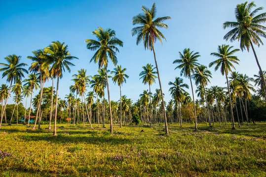 Afternoon in the garden with coconut trees.8 © nikonianthai.