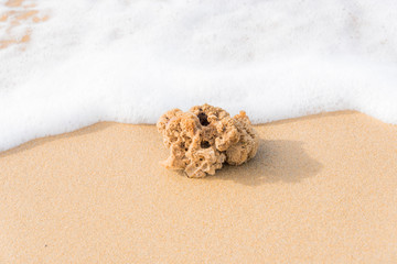 Natural Sponge on an Italian Beach in the Surf