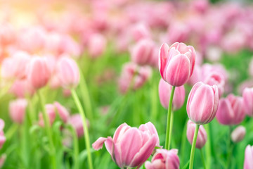 Tulips in the garden, Colorful tulips meadow nature in spring