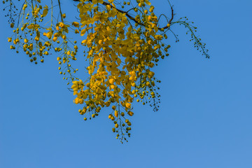 Beautiful yellow shower flower (Cassia Fistula) with sky background.