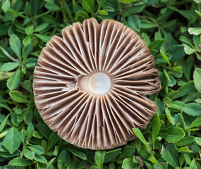 Closeup detail of field mushroom growing wild