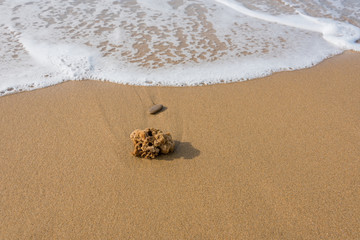 Natural Sponge on an Italian Beach in the Surf