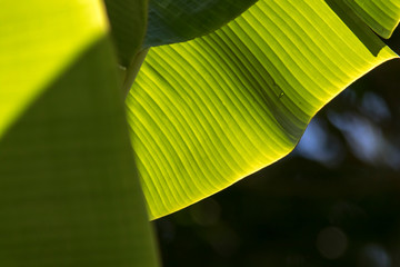 folhas de bananeira