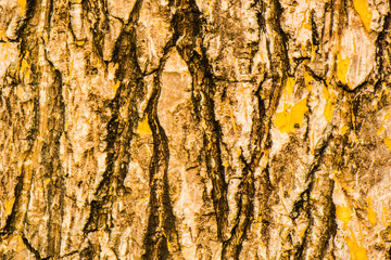 Patterns of tree