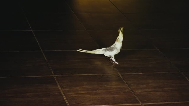 parrot Corella walks on the floor in the house