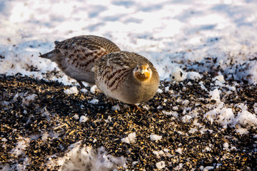 partridges eat seeds in the snow