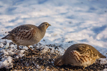 partridges eat seeds in the snow