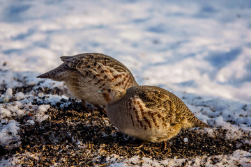 partridges eat seeds in the snow