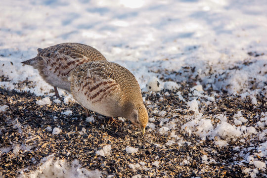 partridges eat seeds in the snow