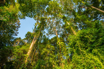 Fototapeta premium Road to the forest3