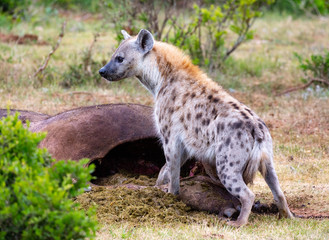 hyena alert