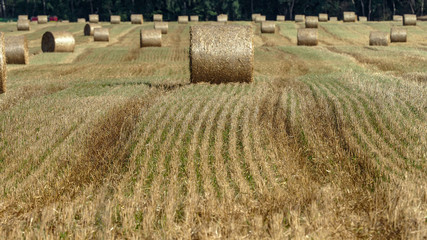 OLYMPUS DIGITAL CAMERA © martagro
