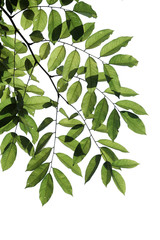 Green tree branch isolated