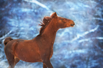 Fototapeta na wymiar Red horse with long mane run fast in winter snow day