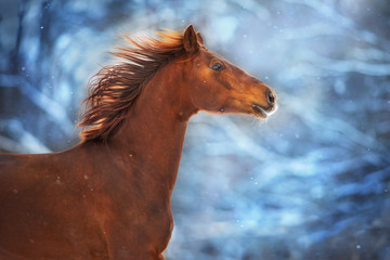 Red horse with long mane run fast in winter snow day