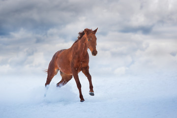Red horse with long mane run fast in winter snow day