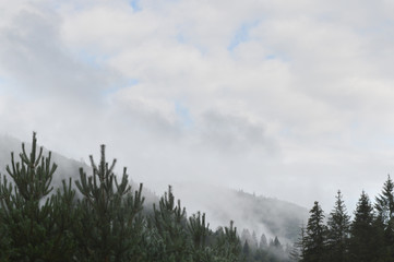 A fog over a pine forest