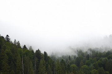 A fog over a pine forest