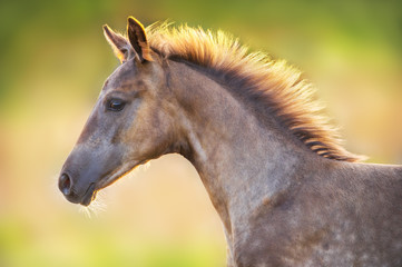 Colt portrait  run at sunset light in meadow