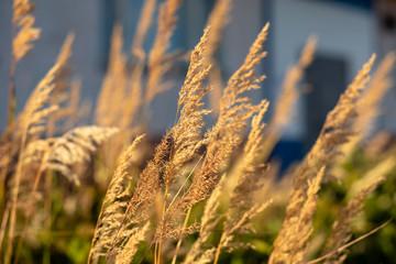 Fototapeta premium field of wheat