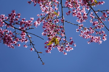 pink cherry flower blossom