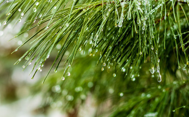 Pine trees in the winter - obrazy, fototapety, plakaty