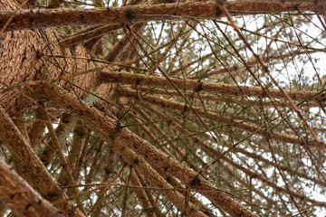 Pine trees in the winter