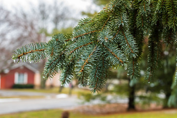 Pine trees in the winter