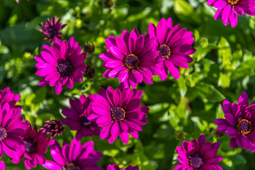 Deep Pink Daisies on a Background of Green Leaves
