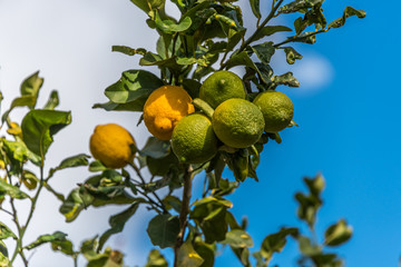 Ripe and Unripe Lemons on a Lemon Tree